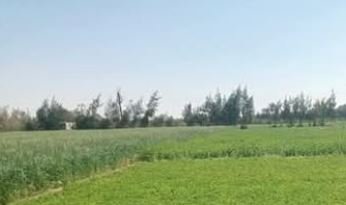 مزرعه 7 فدان