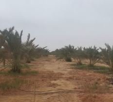 مزرعه بالواحات البحريه