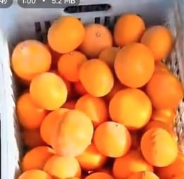 مطلوب شراء برتقال وليمون