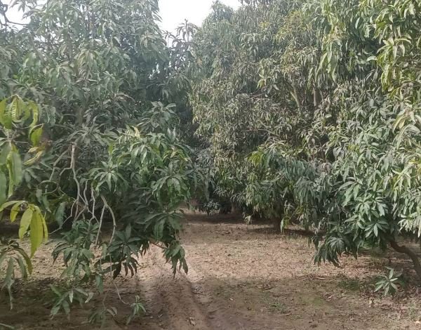 معروض للبيع 8