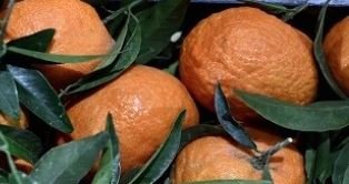 منهجية مبتكرة لتعزّيز كفاءة استخلاص المواد النشطة بيولوجيا