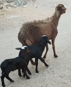 نعجه رحماني