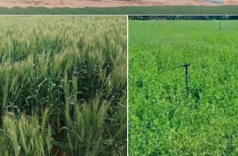 بيع 50 فدان مزروع