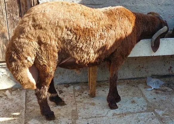 خروف رحماني