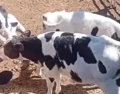 عجول هولشتاين ذكور