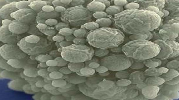 علماء يبتكرون أول بكتيريا اصطناعية بالكامل