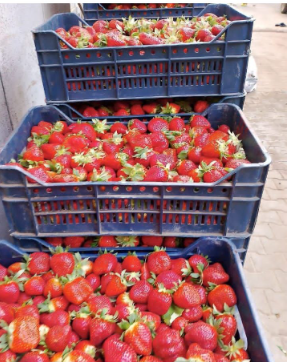 محصول فراولة