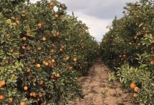 مزرعة 6400 فدان