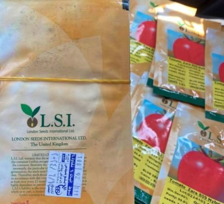 بذور طماطم 809