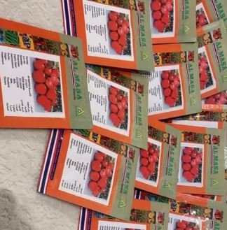 بذور طماطم الصخرة