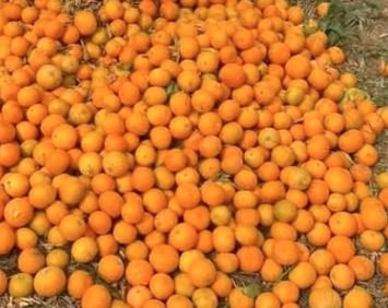 برتقال موركت اسبانى