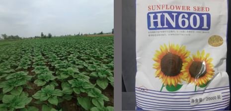 تقاوي لب عباد60