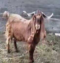 ماعز كاسر اربعة