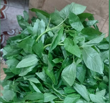 ملوخية